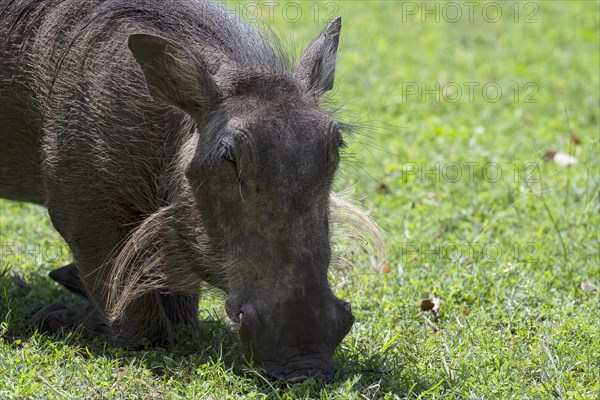 Common warthog