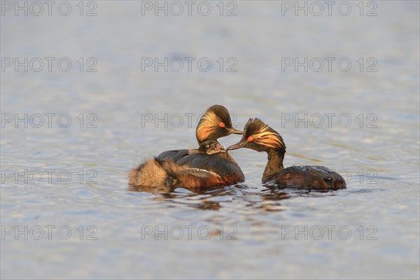 Black-necked grebe