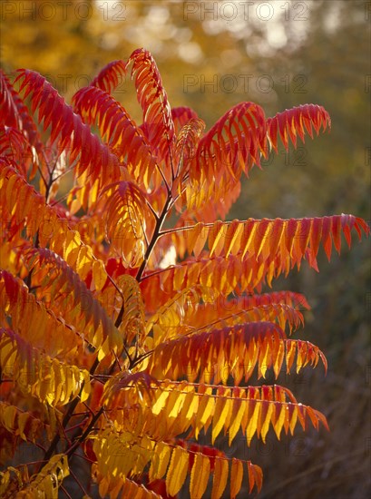 Staghorn sumac