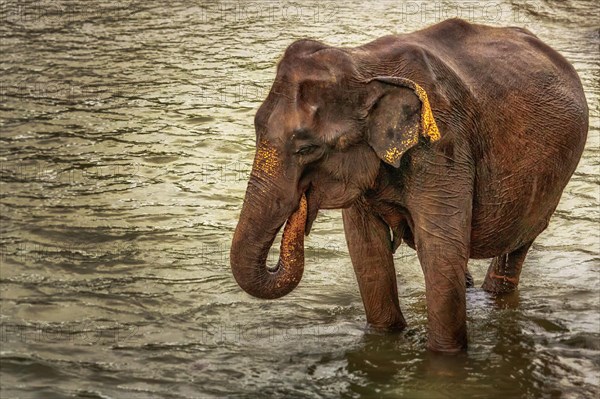 Elephants from the Uda Walawe Elephant Orphanage