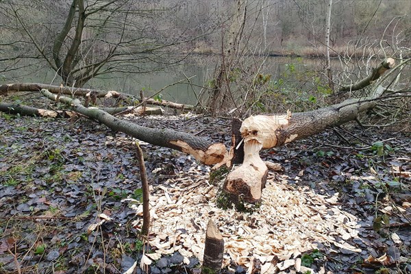 Trees felled by beaver
