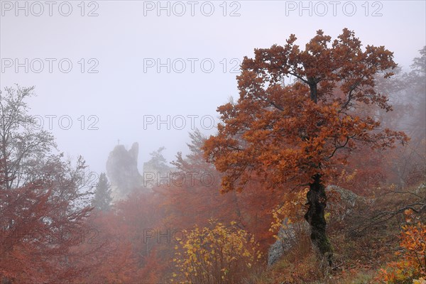 Ruin broken Gutenstein in the fog