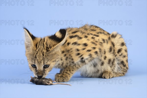 Serval