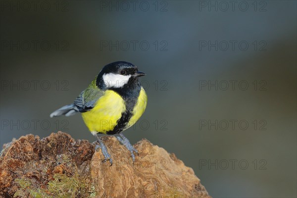 Great tit