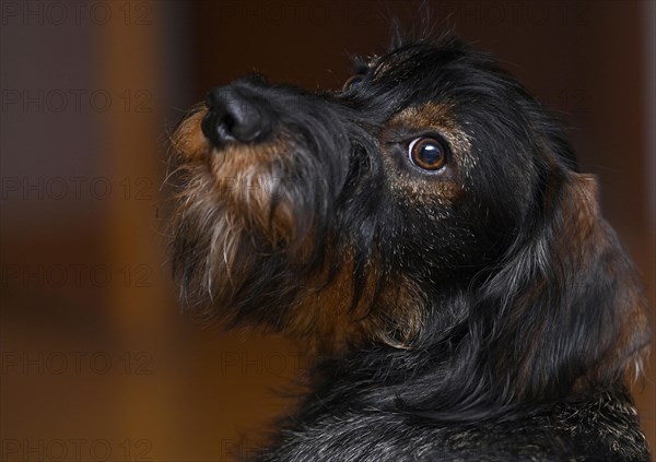 Wire-haired dachshund