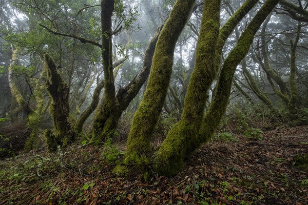 Moss-covered trees in laurel forest