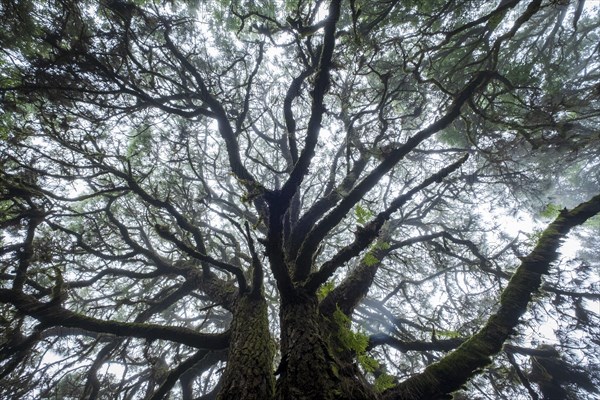 Moss-covered trees in laurel forest