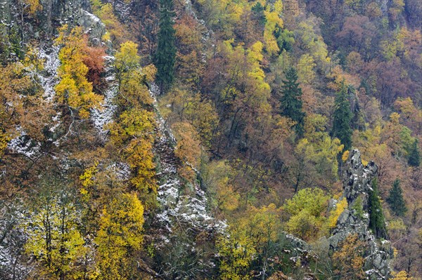 First snow on the autumnal slopes of the Bode Valley in the Harz Mountains