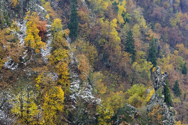 First snow on the autumnal slopes of the Bode Valley in the Harz Mountains