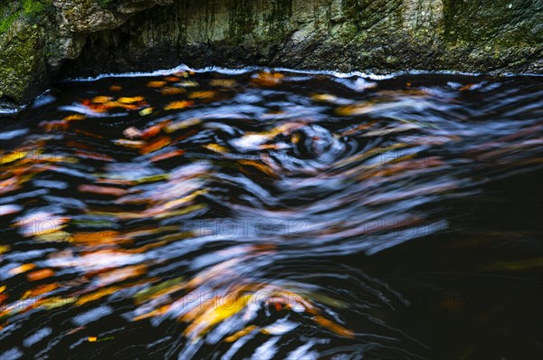 Leaves in the river Bode in the autumnal Harz