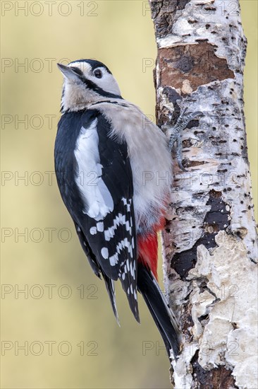 Great spotted woodpecker