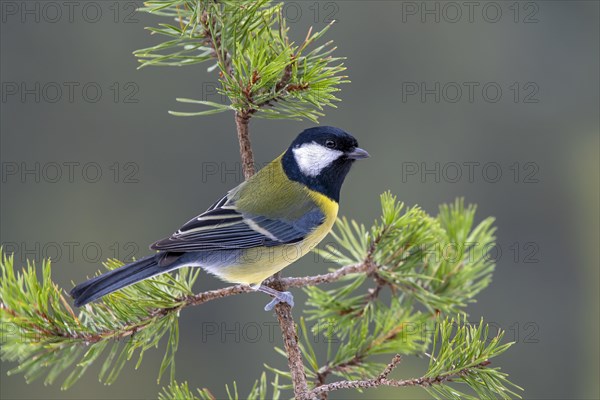 Great tit