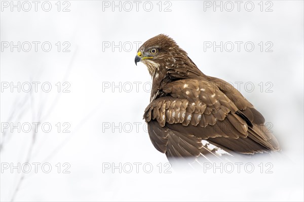 Steppe buzzard