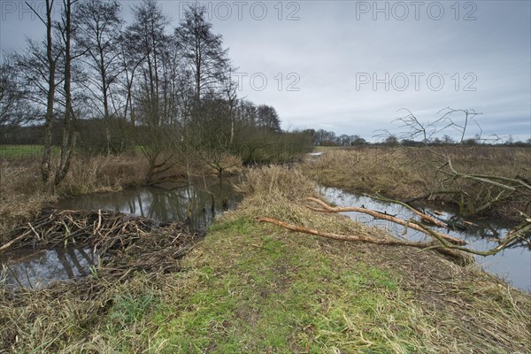 Beaver lodge with dam