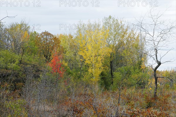 Autumnal landscape