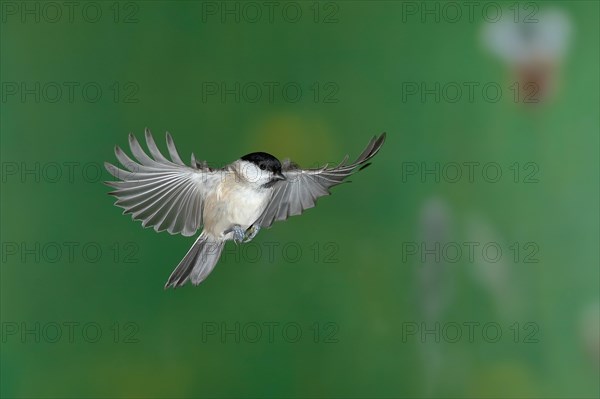 Marsh tit