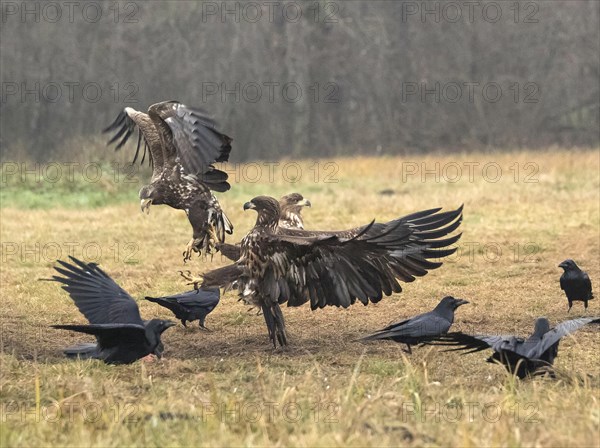 White-tailed eagle