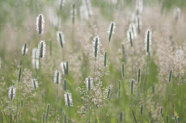 Meadow foxtail