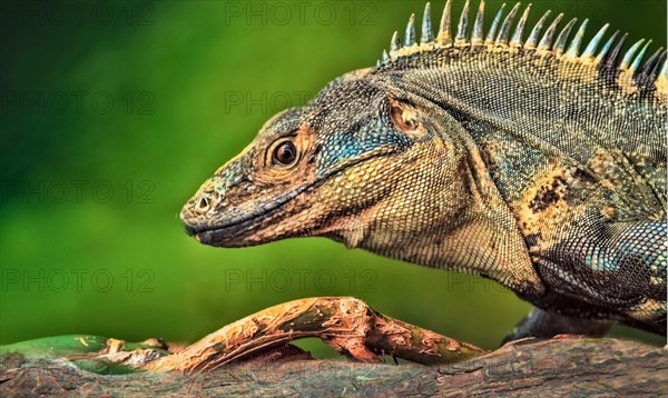 Close-up of a striped iguana