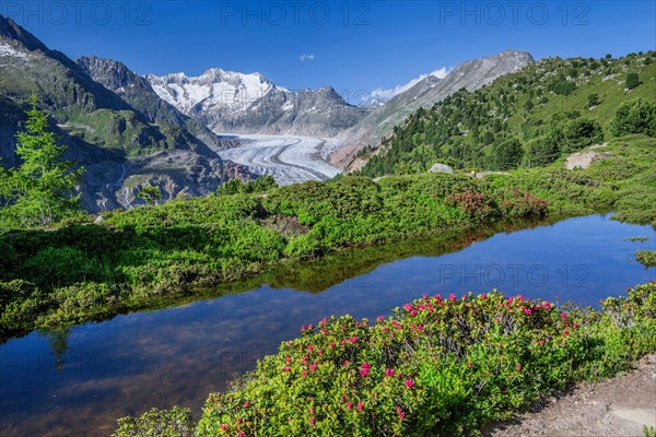 Small mountain lake with flowering alpine roses in front of the Aletsch glacier with Wannenhorn 3906m