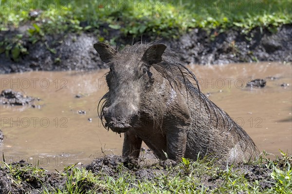 Common warthog