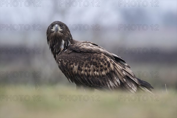 White-tailed eagle