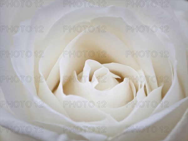 White shrub rose