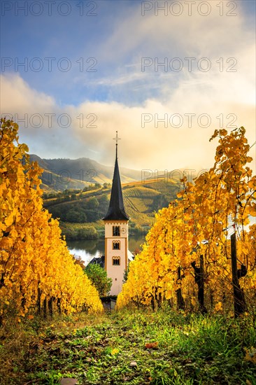 View between yellow autumnal Christmas trees towards a church tower. Beautiful light in the morning at sunrise