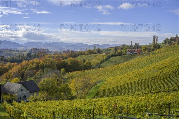 Autumn vineyards