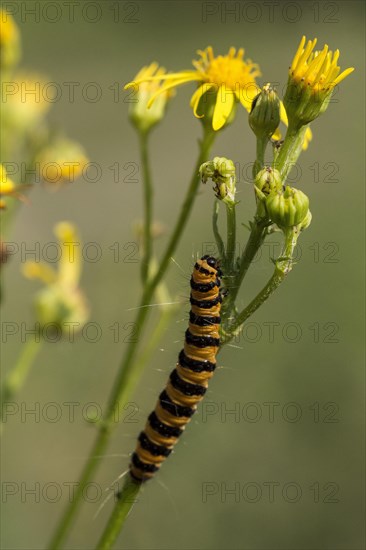 Caterpillar of jacobaea