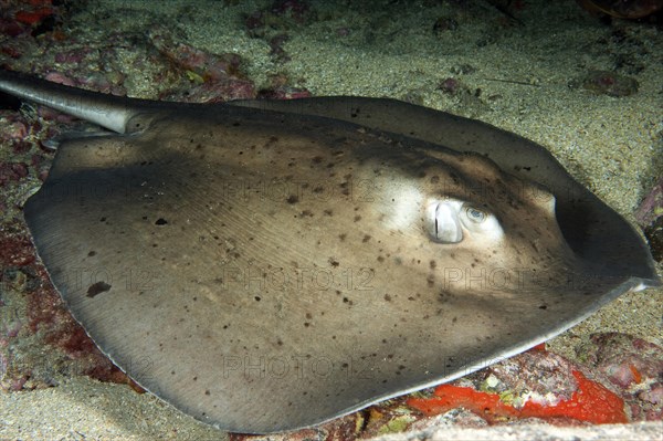 Juvenile stingray