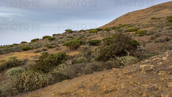 Juniper trees at sunset