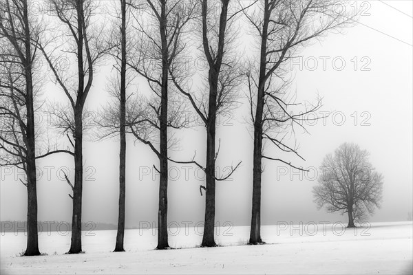 Trees in the fog in winter landscape