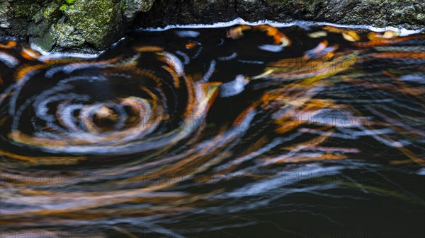 Leaves in the river Bode in the autumnal Harz