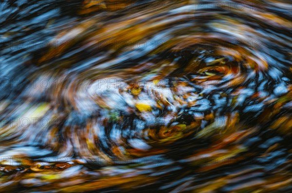 Leaves in the river Bode in the autumnal Harz