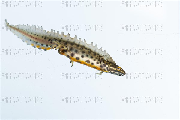 Northern crested newt