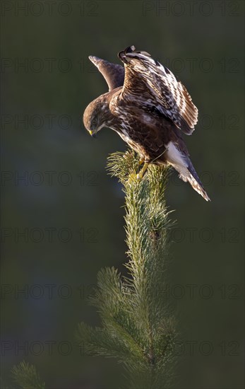 Steppe buzzard