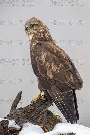 Steppe buzzard