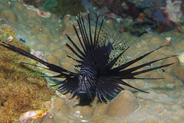 Pacific red lionfish