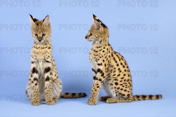 Serval