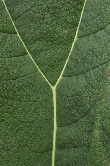 Light green leaf vein in the shape of letter Y