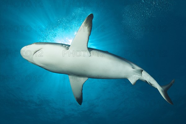 Blacktip reef shark