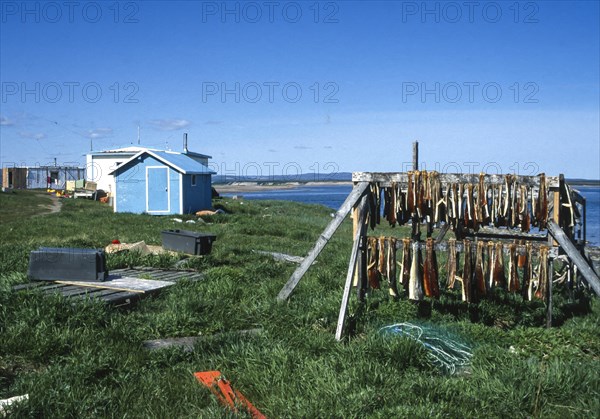 Dried fish suspended in a rack for air drying