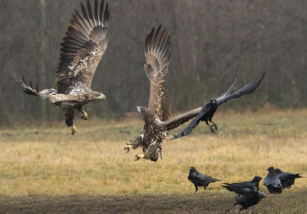 White-tailed eagle