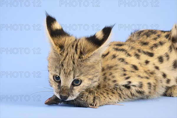 Serval