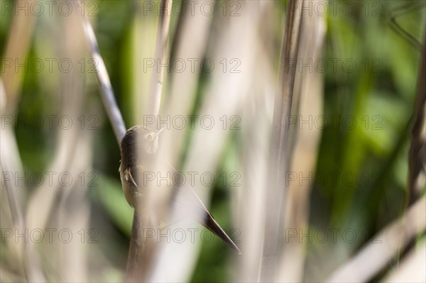 Reed warbler