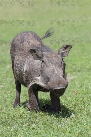 Common warthog