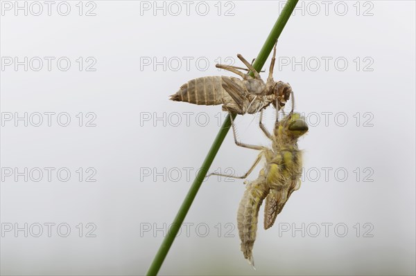 Four-spotted chaser