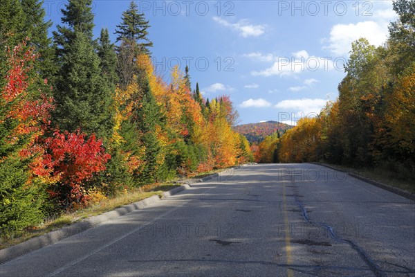 Road in a forest