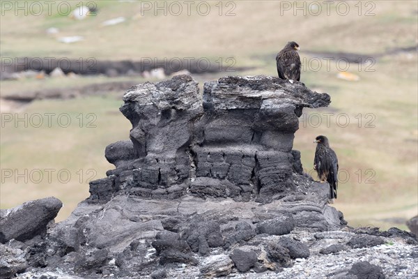 Striated caracara